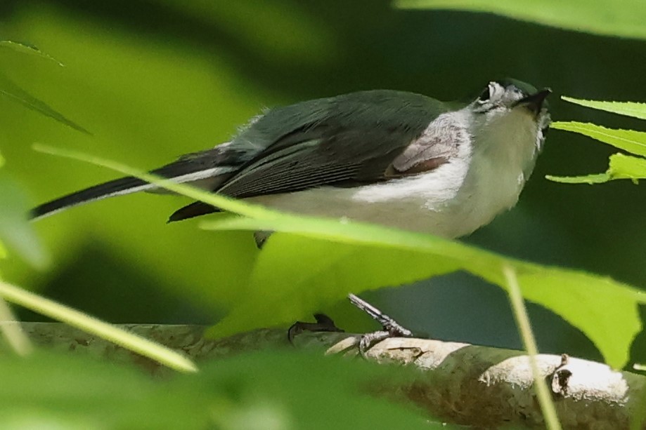 Blue-gray Gnatcatcher - Connie yarbrough