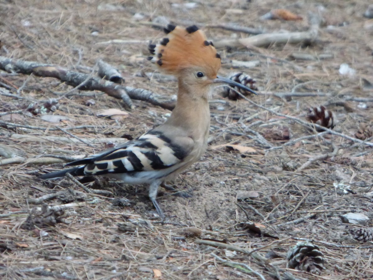 Eurasian Hoopoe - Panagiotis Michalakos