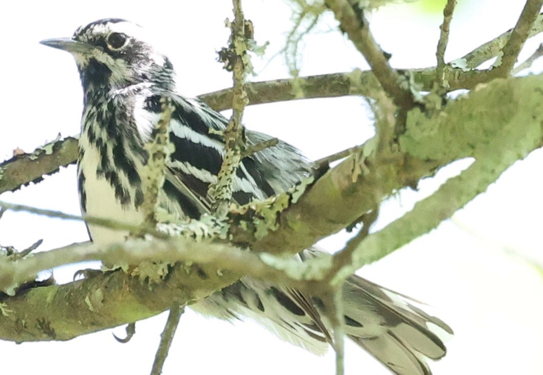 Black-and-white Warbler - Connie yarbrough