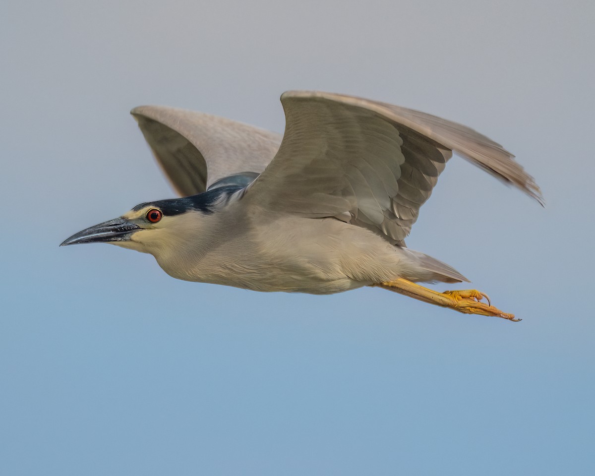 Black-crowned Night Heron - Jhoneil Centeno