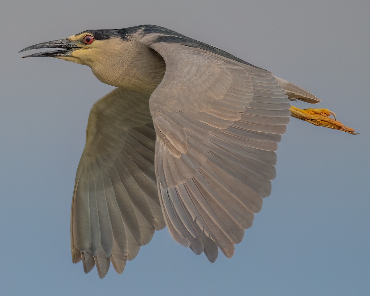 Black-crowned Night Heron - Jhoneil Centeno