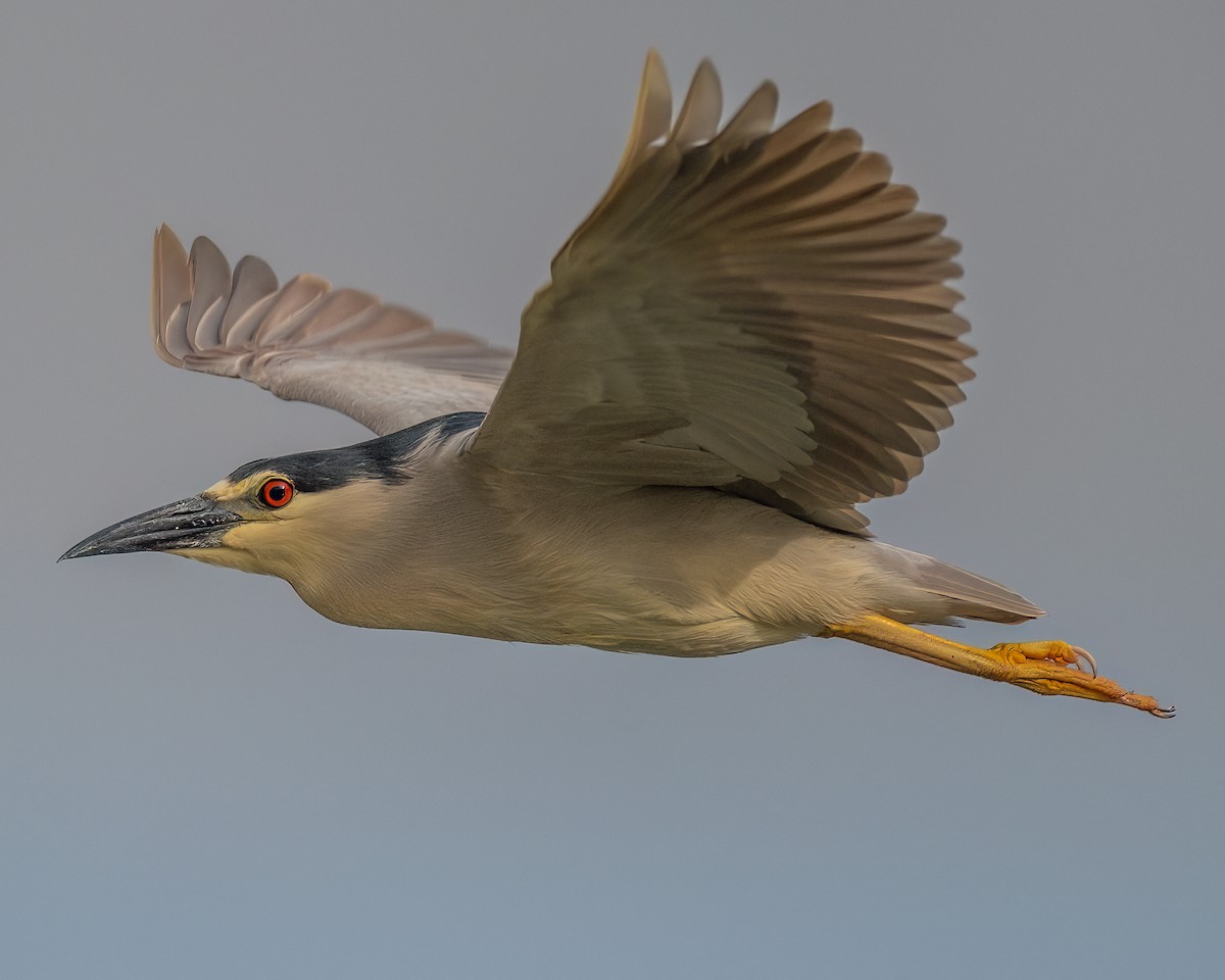 Black-crowned Night Heron - Jhoneil Centeno