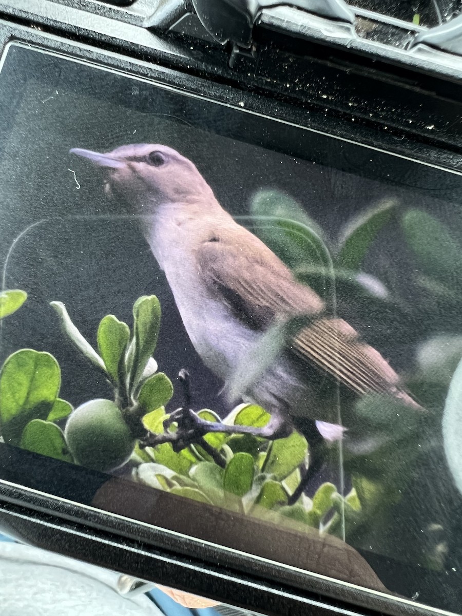 tanımsız Vireo sp. - ML619589018