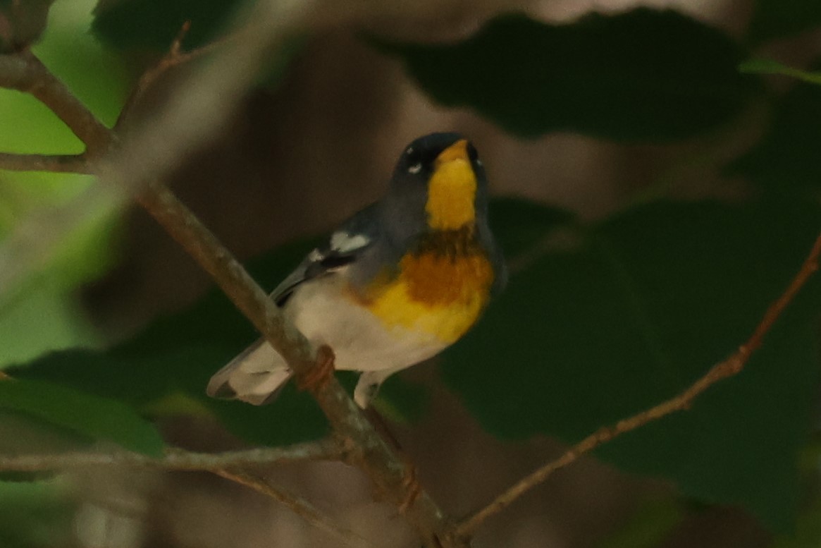 Northern Parula - Connie yarbrough