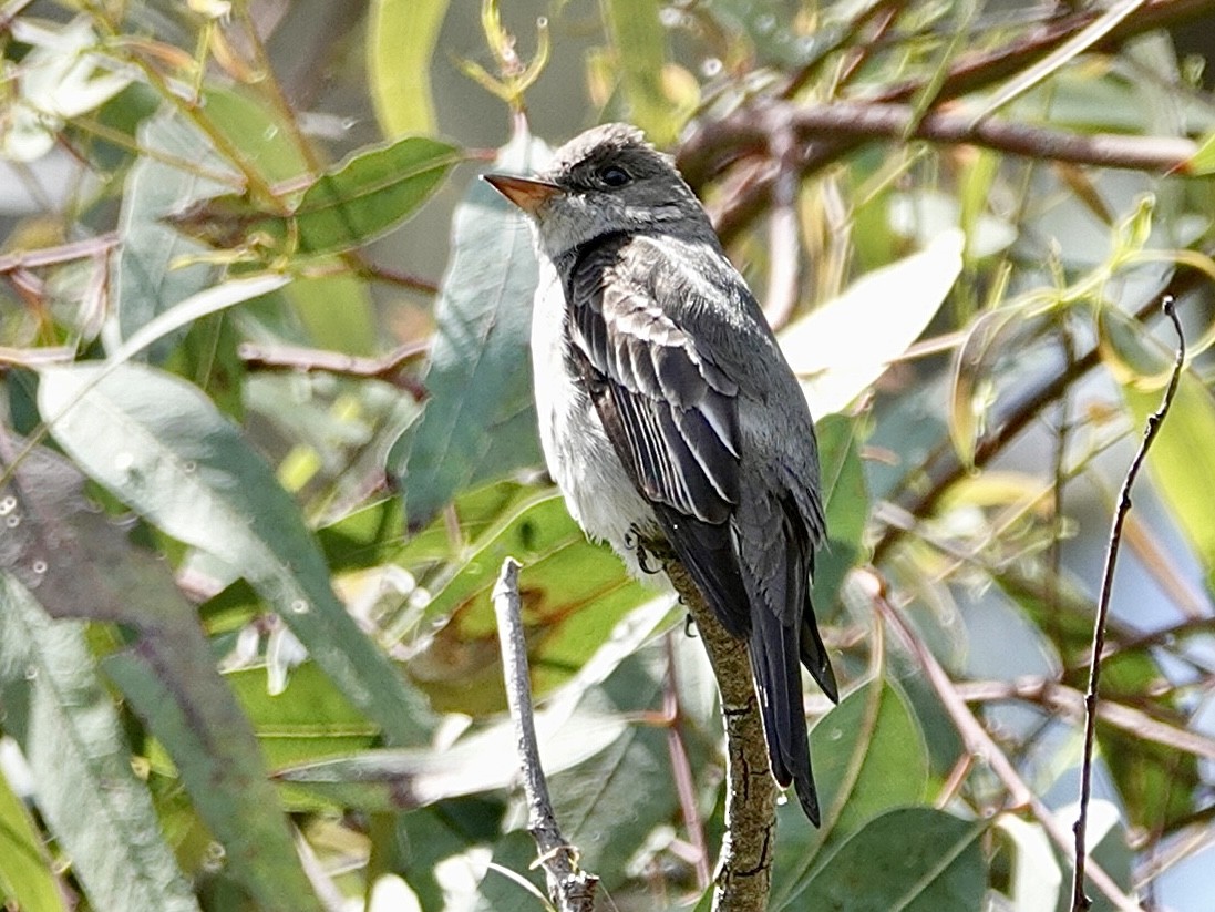 Blasskehl-Schnäppertyrann - ML619589021