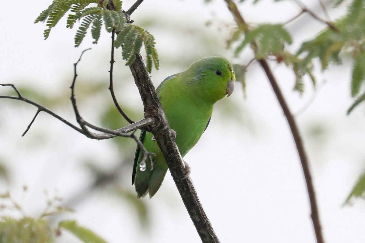 Cobalt-rumped Parrotlet - Stephen Gast