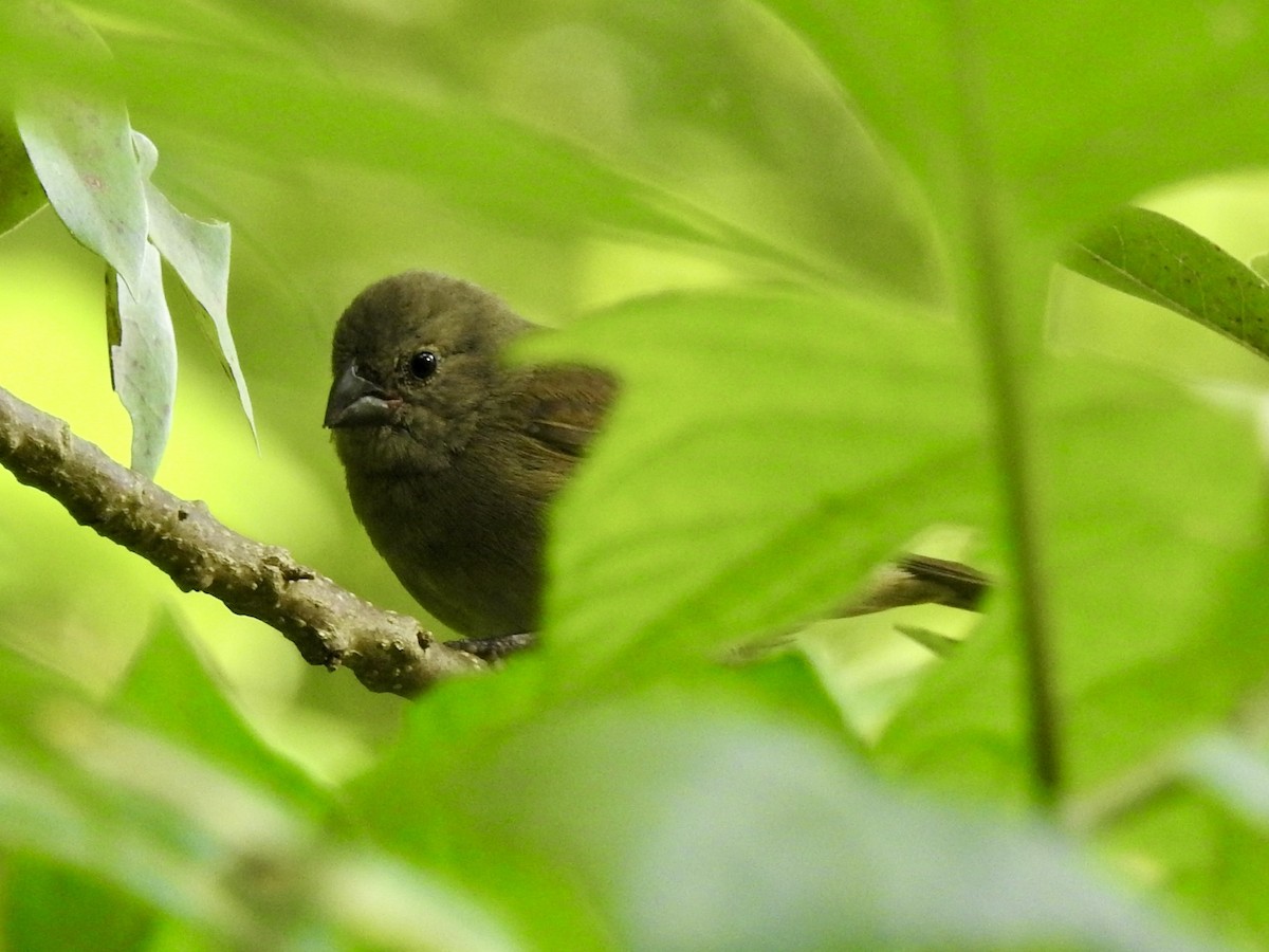 Black-faced Grassquit - Paula Peña-Amaya