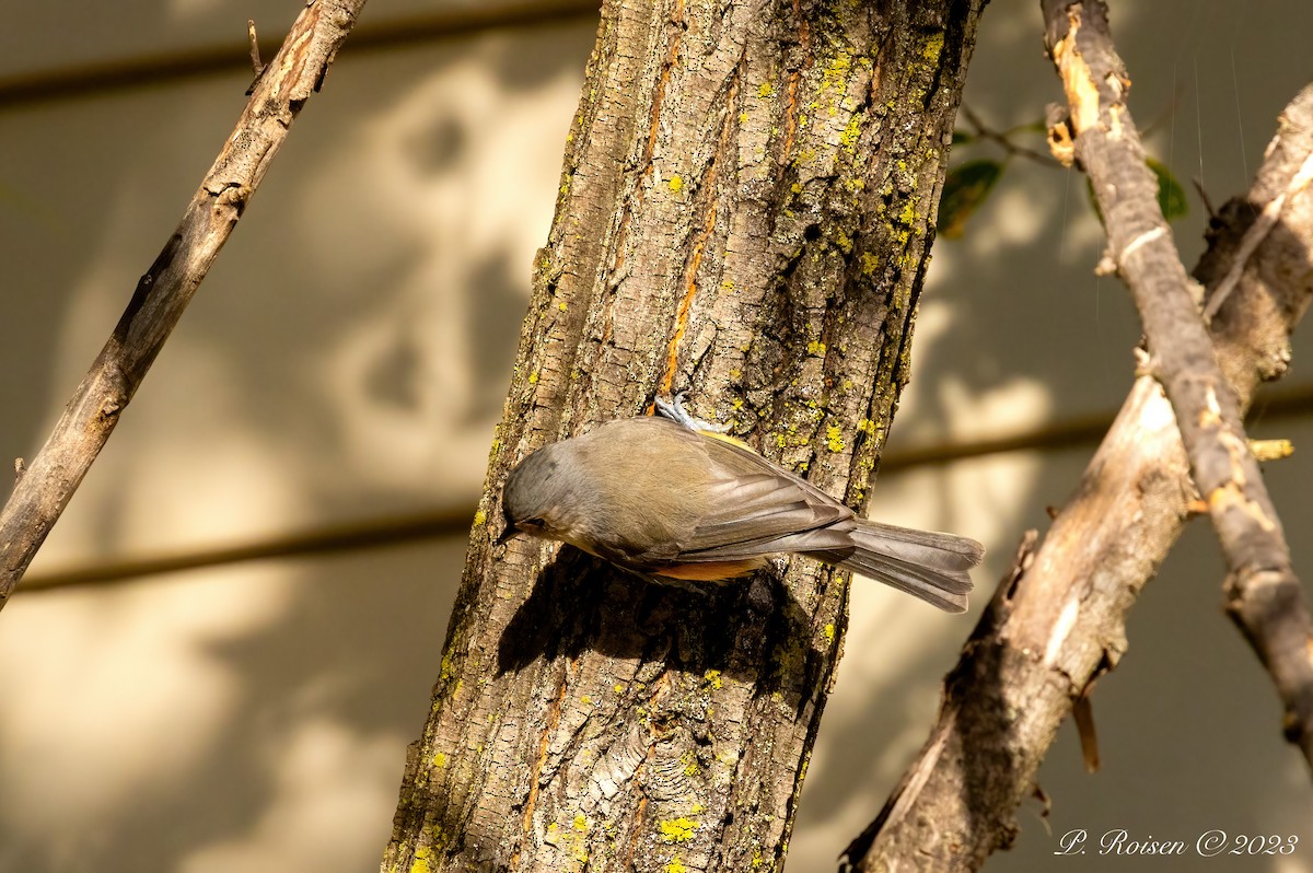 Tufted Titmouse - Paul Roisen