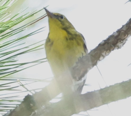 Pine Warbler - Connie yarbrough