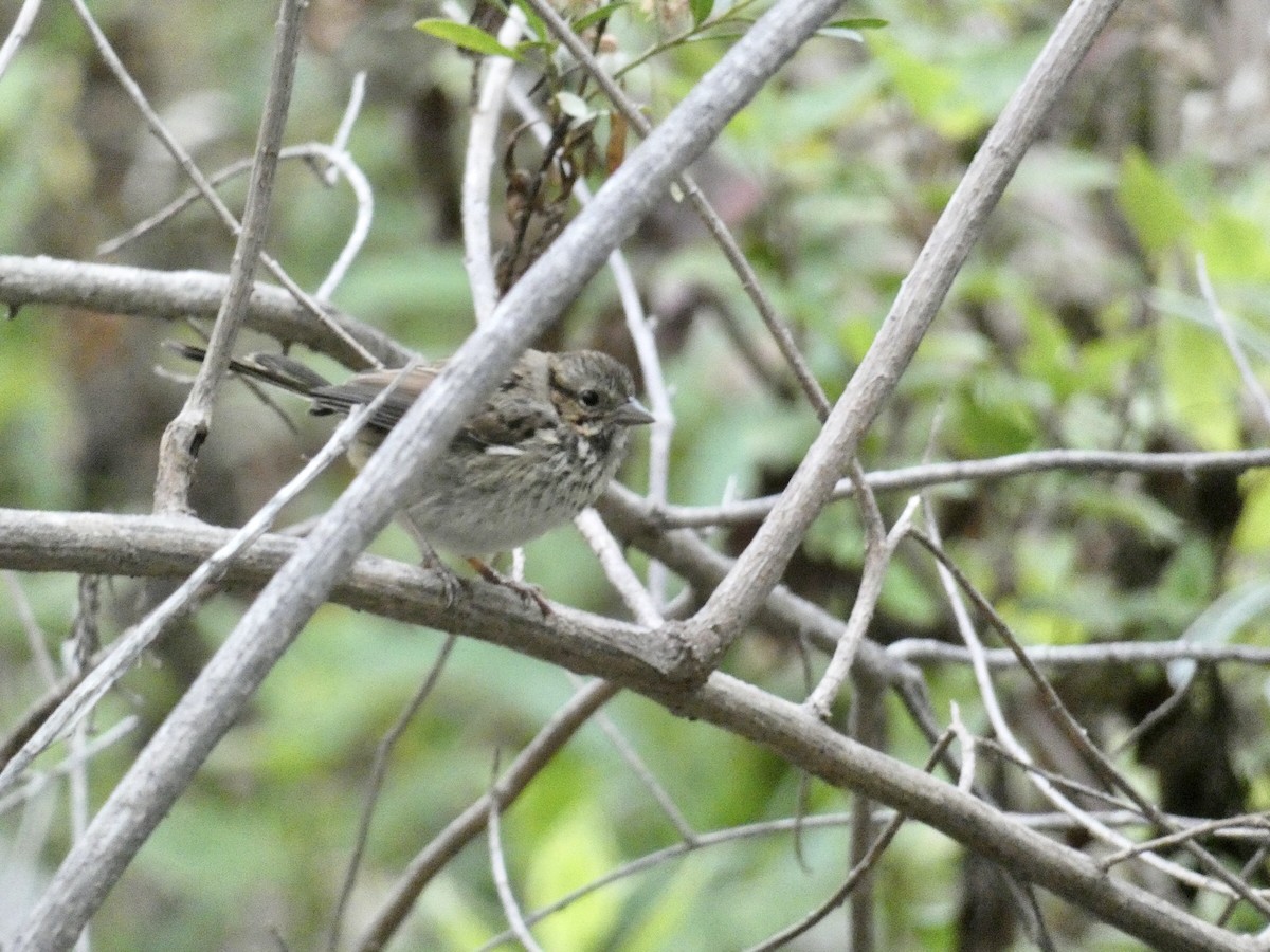 Song Sparrow - Reeve Cowne