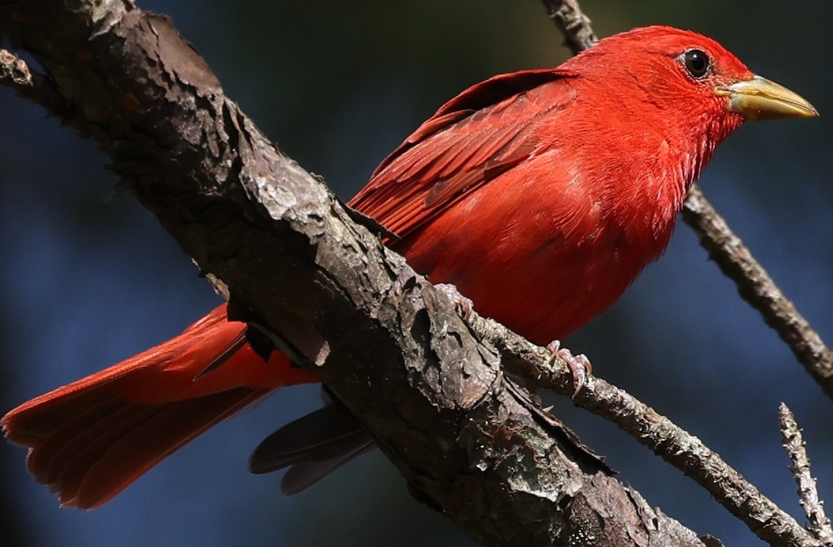 Summer Tanager - Connie yarbrough