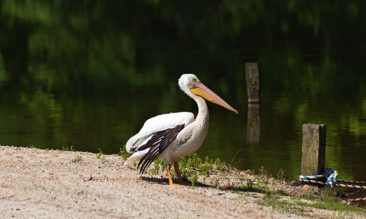 American White Pelican - G A