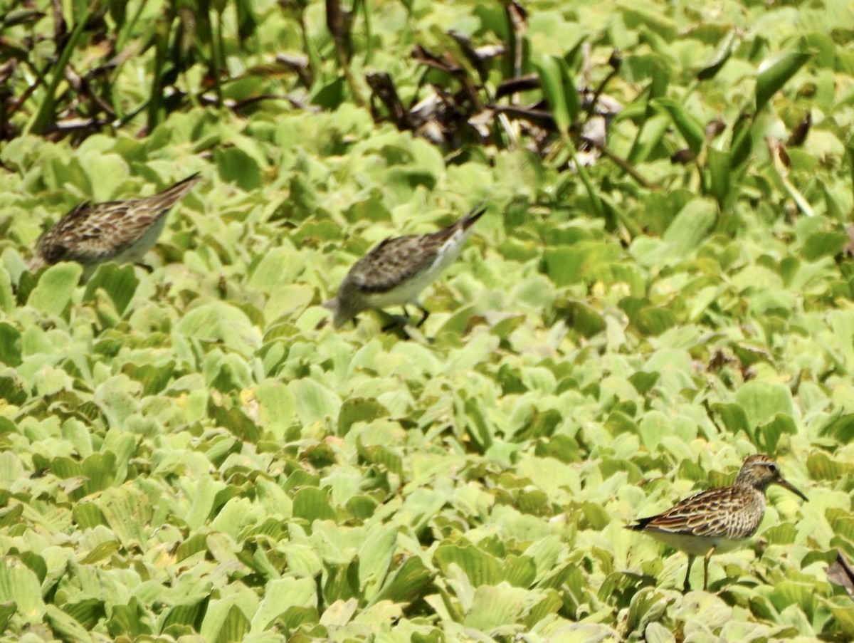 Pectoral Sandpiper - ML619589036