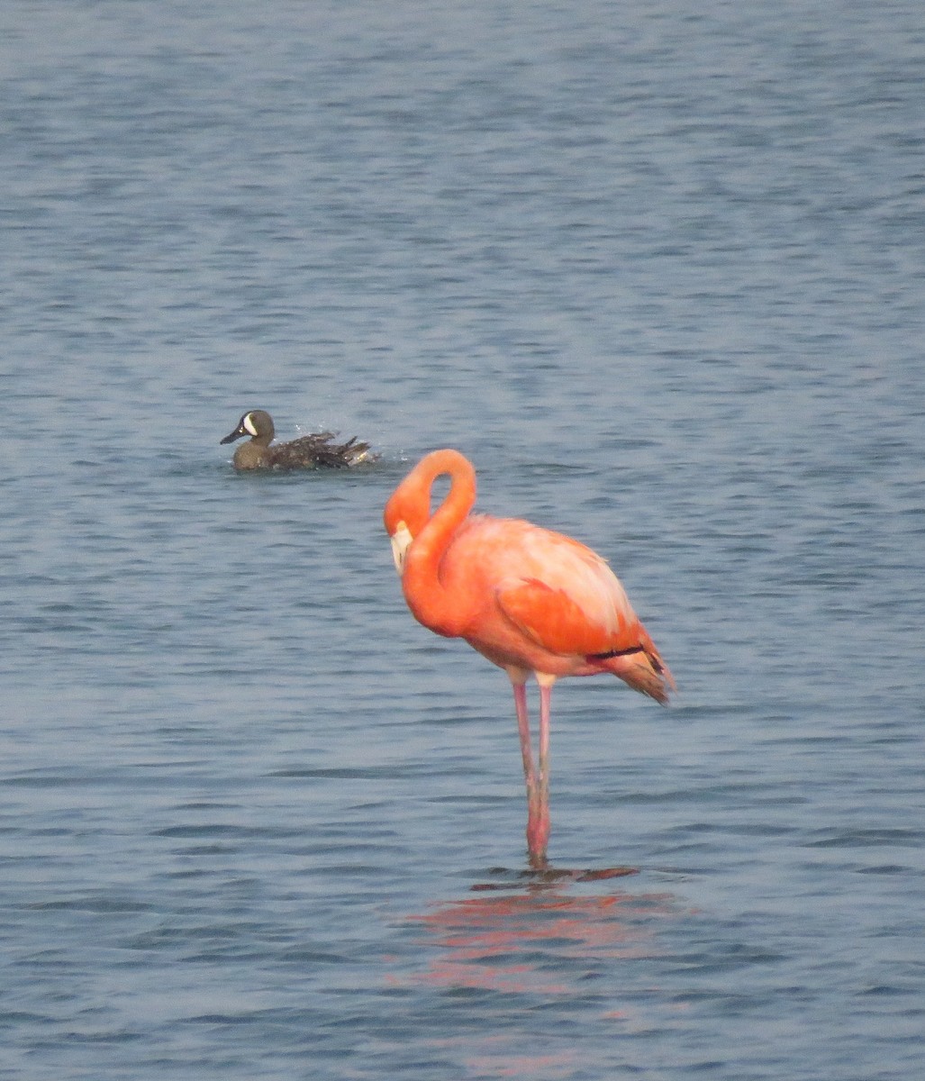 American Flamingo - David Kent