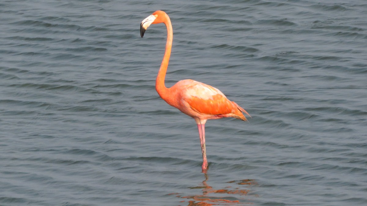 American Flamingo - David Kent