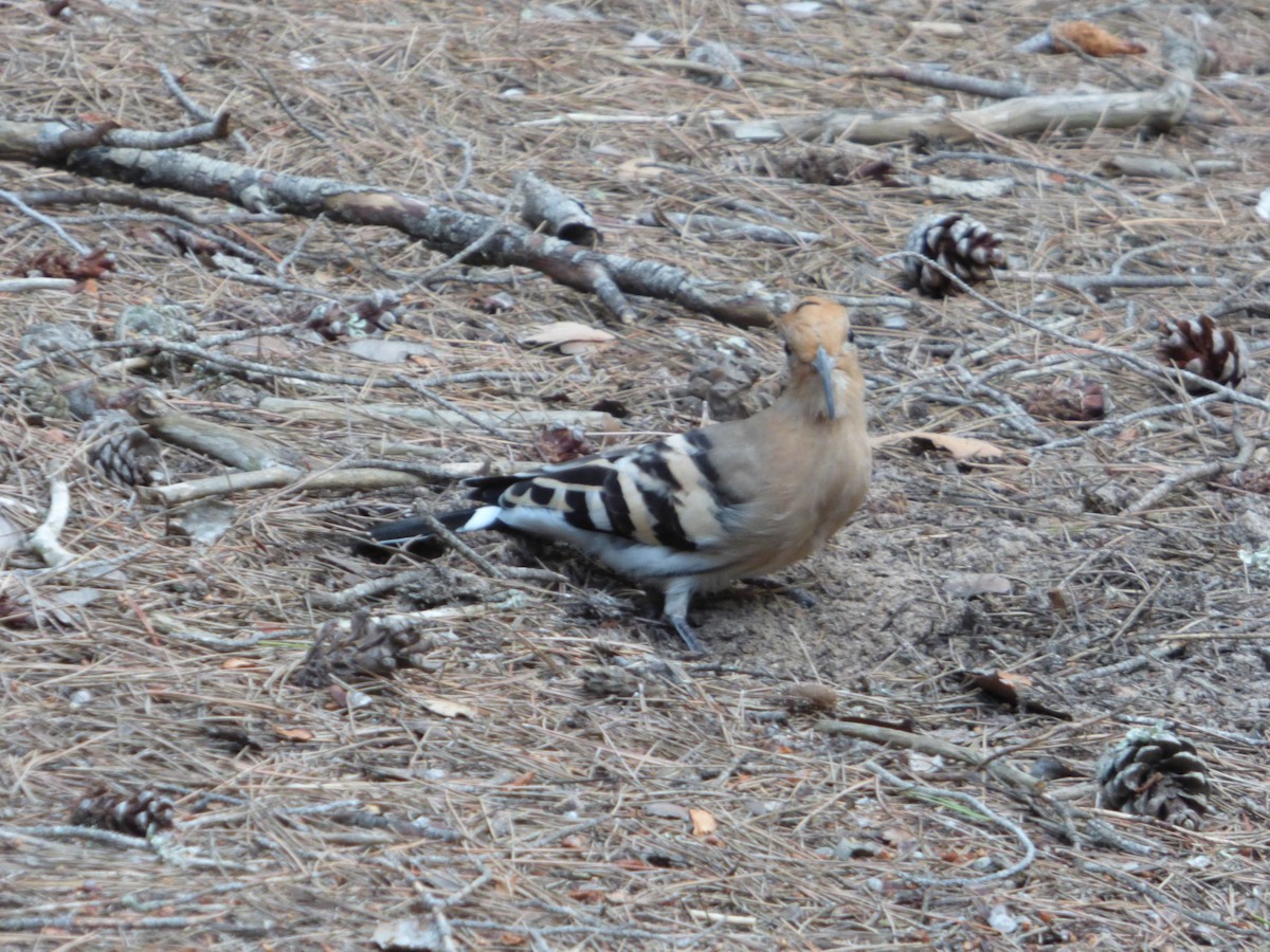 Eurasian Hoopoe - Panagiotis Michalakos