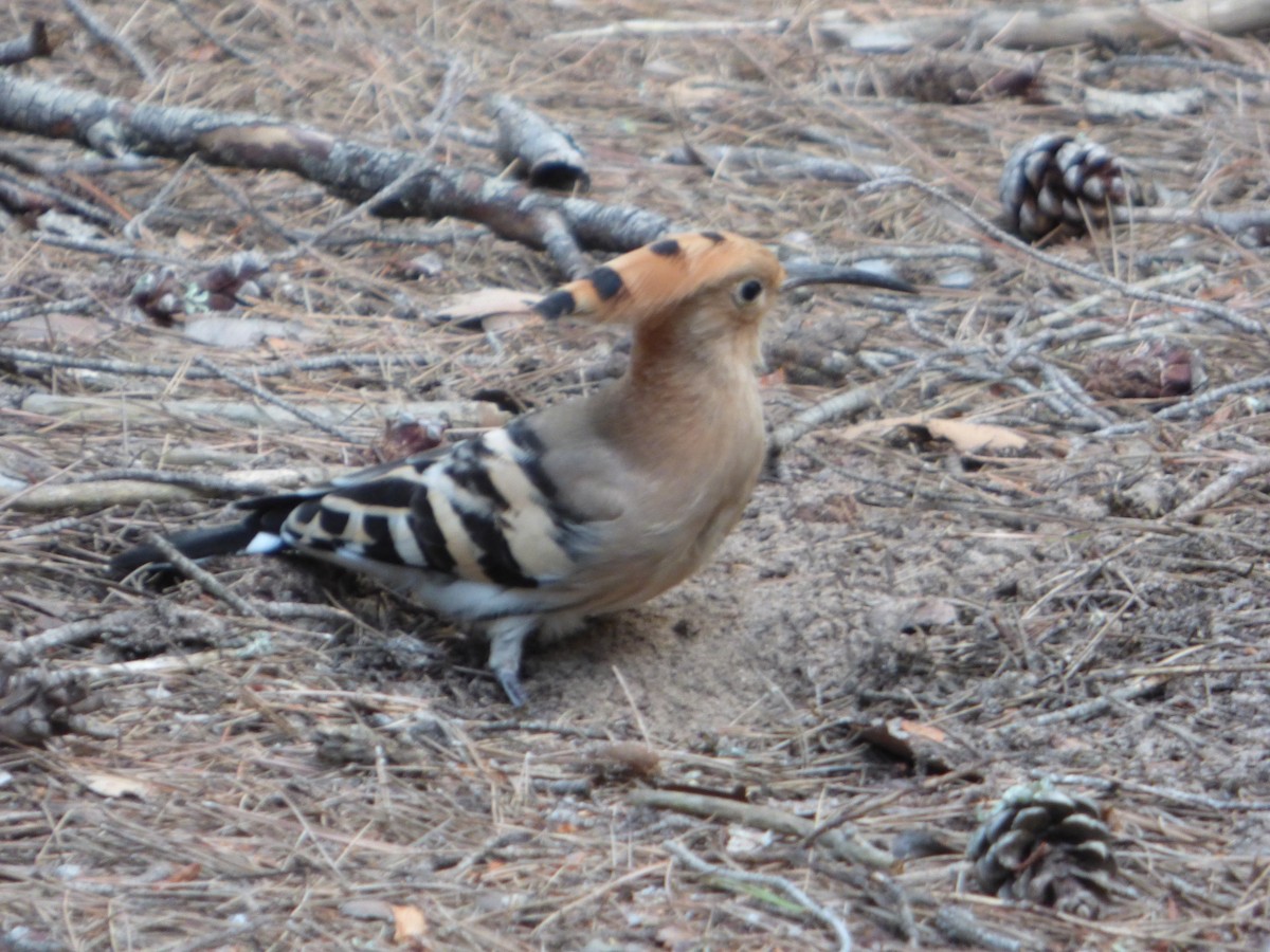 Eurasian Hoopoe - Panagiotis Michalakos