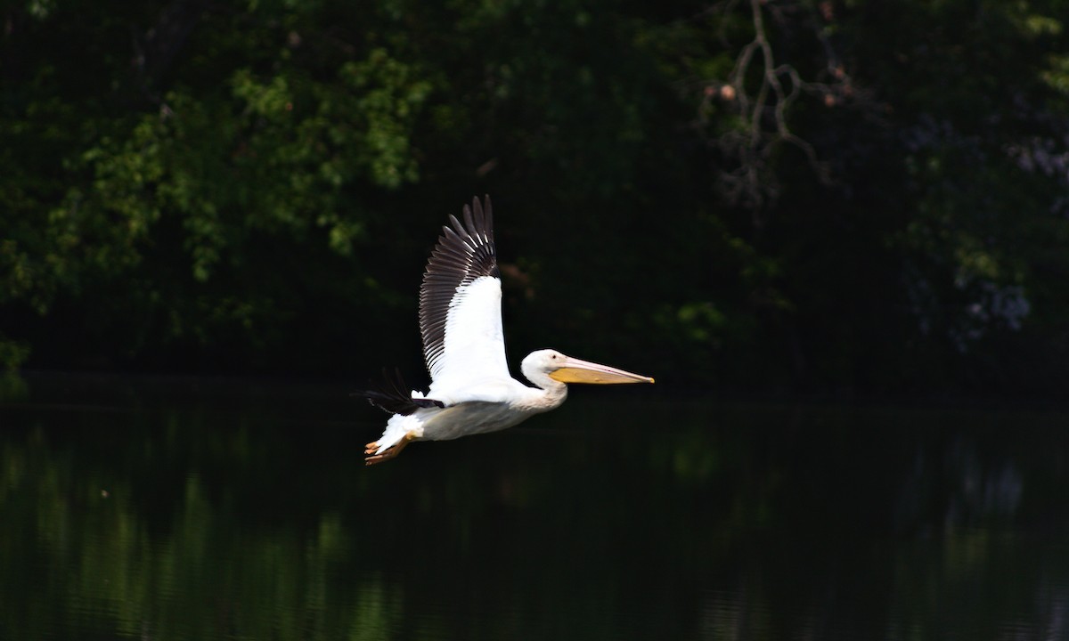 American White Pelican - G A