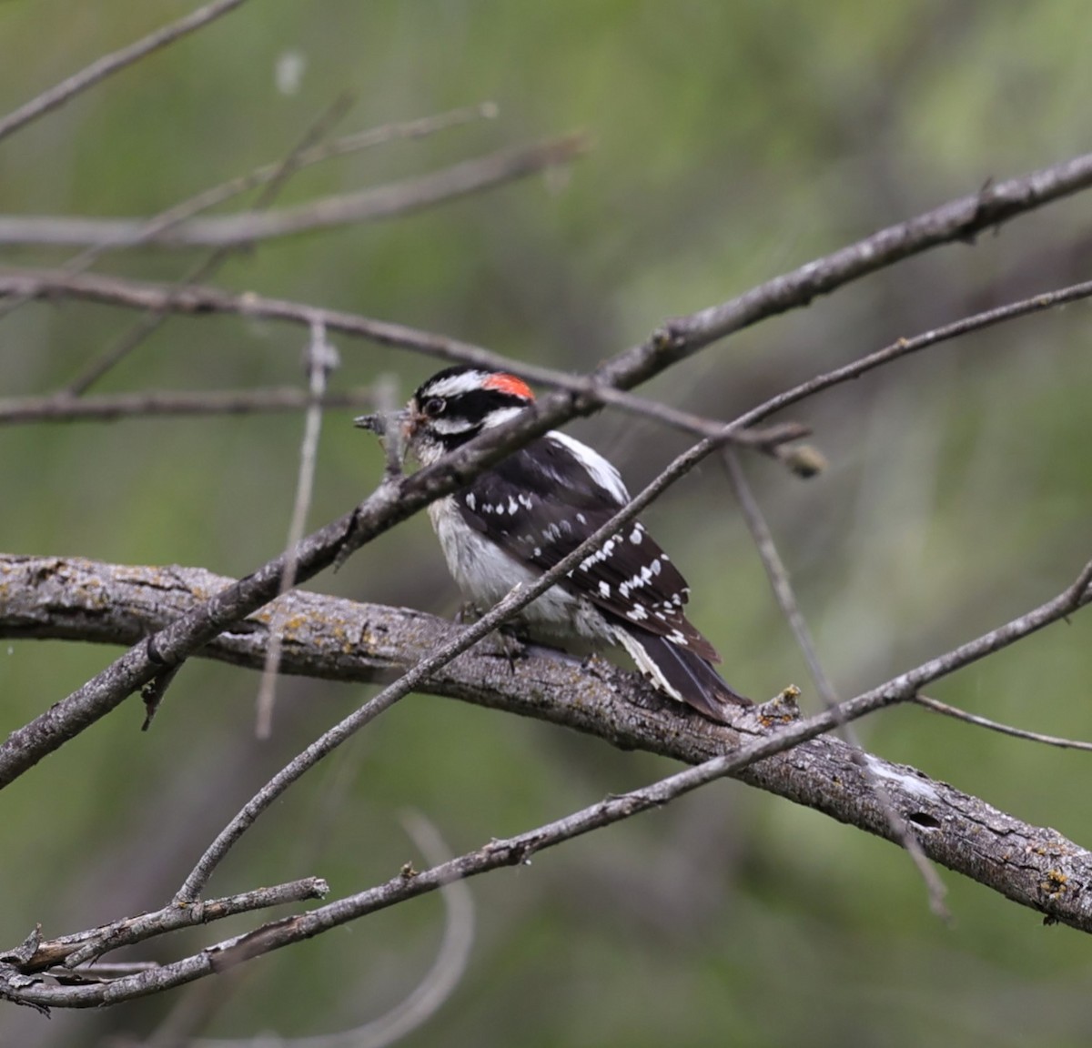 Downy Woodpecker - ML619589048