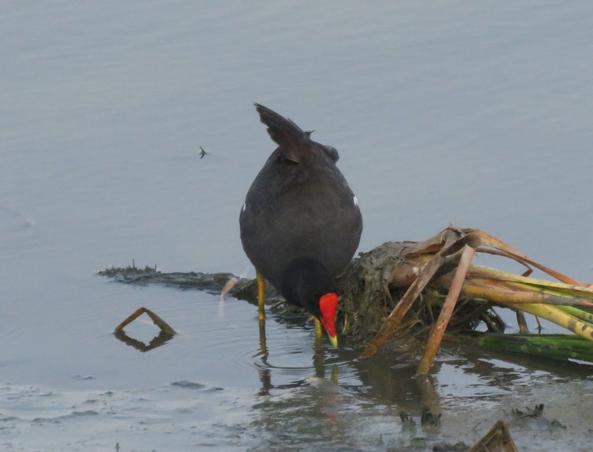 Common Gallinule - David Kent