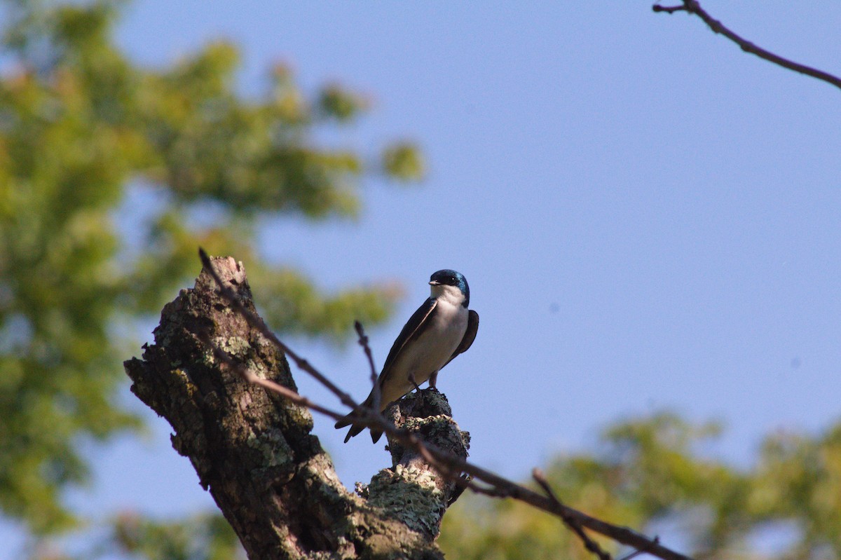 Tree Swallow - G A