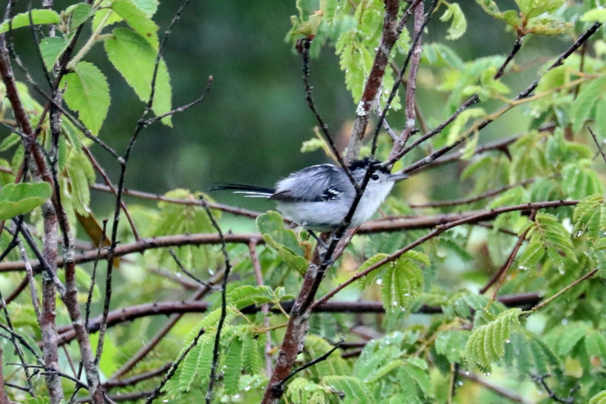 Caatinga Antwren - ML619589064