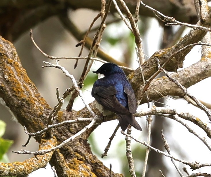 Tree Swallow - Gail DeLalla