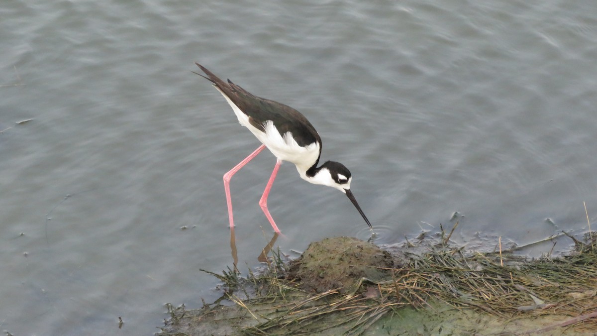 Black-necked Stilt - ML619589071