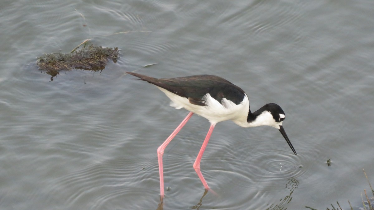 Black-necked Stilt - ML619589072