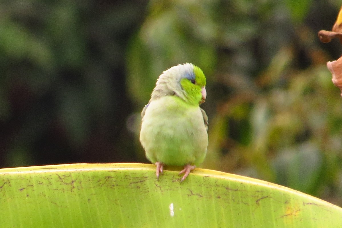 Pacific Parrotlet - Gary Prescott