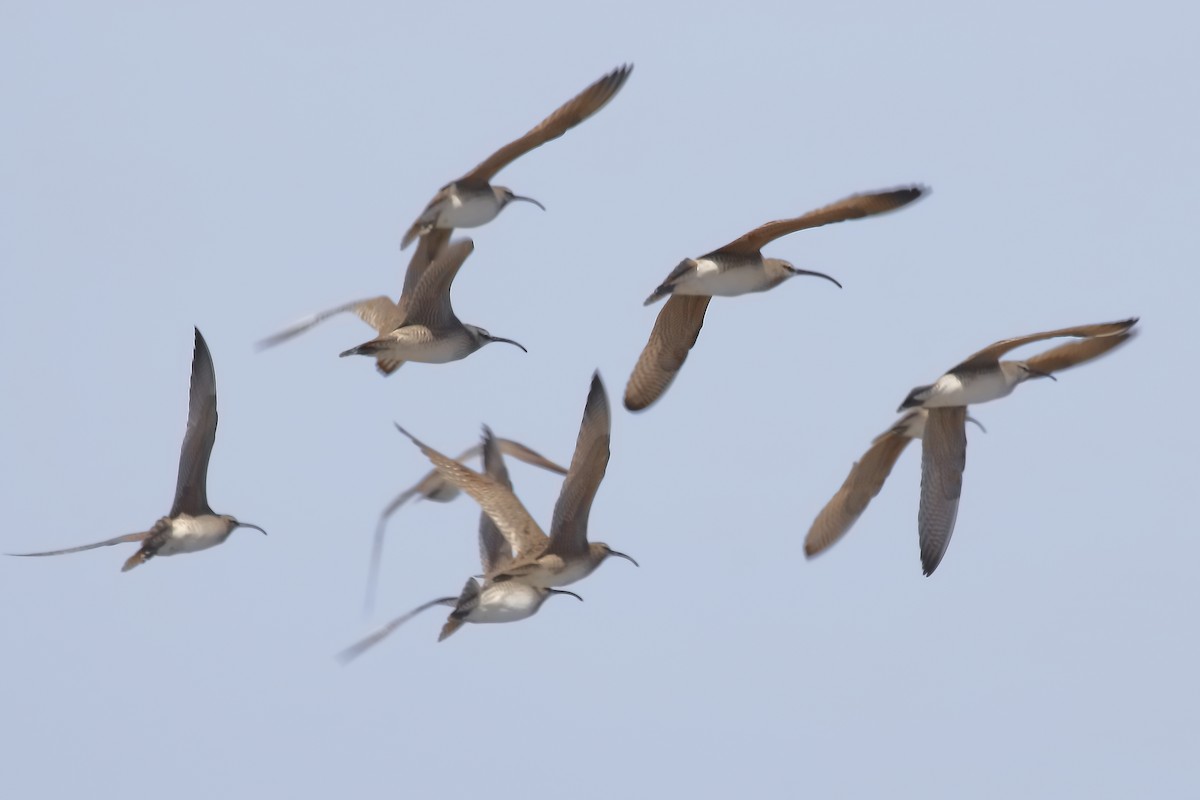 Whimbrel - Bert Richards