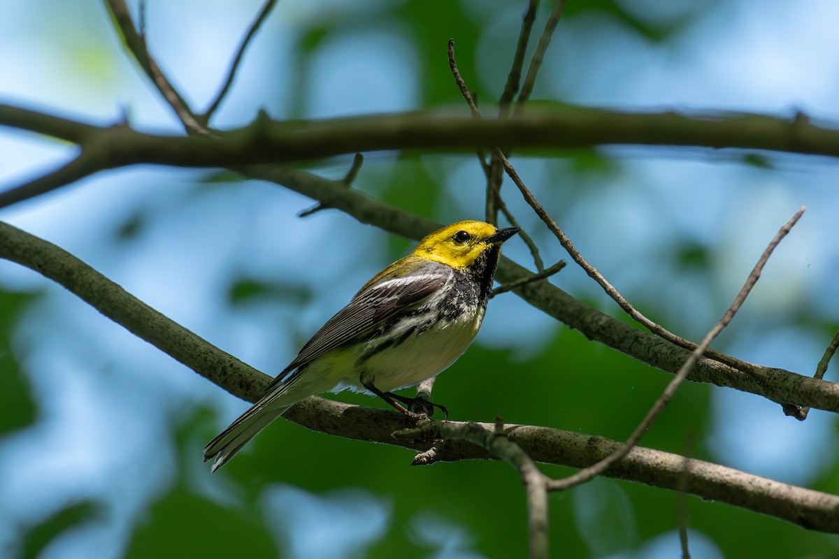 Black-throated Green Warbler - Alton Spencer