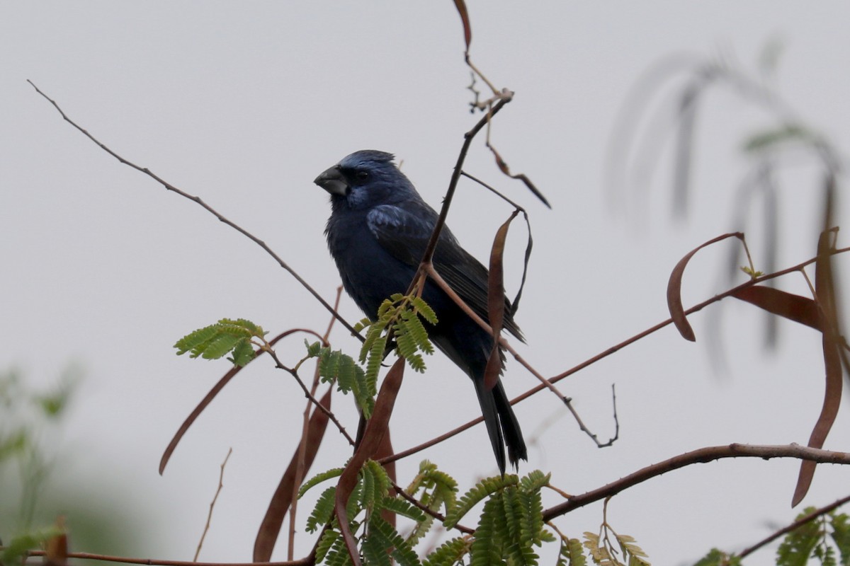 Ultramarine Grosbeak - Stephen Gast