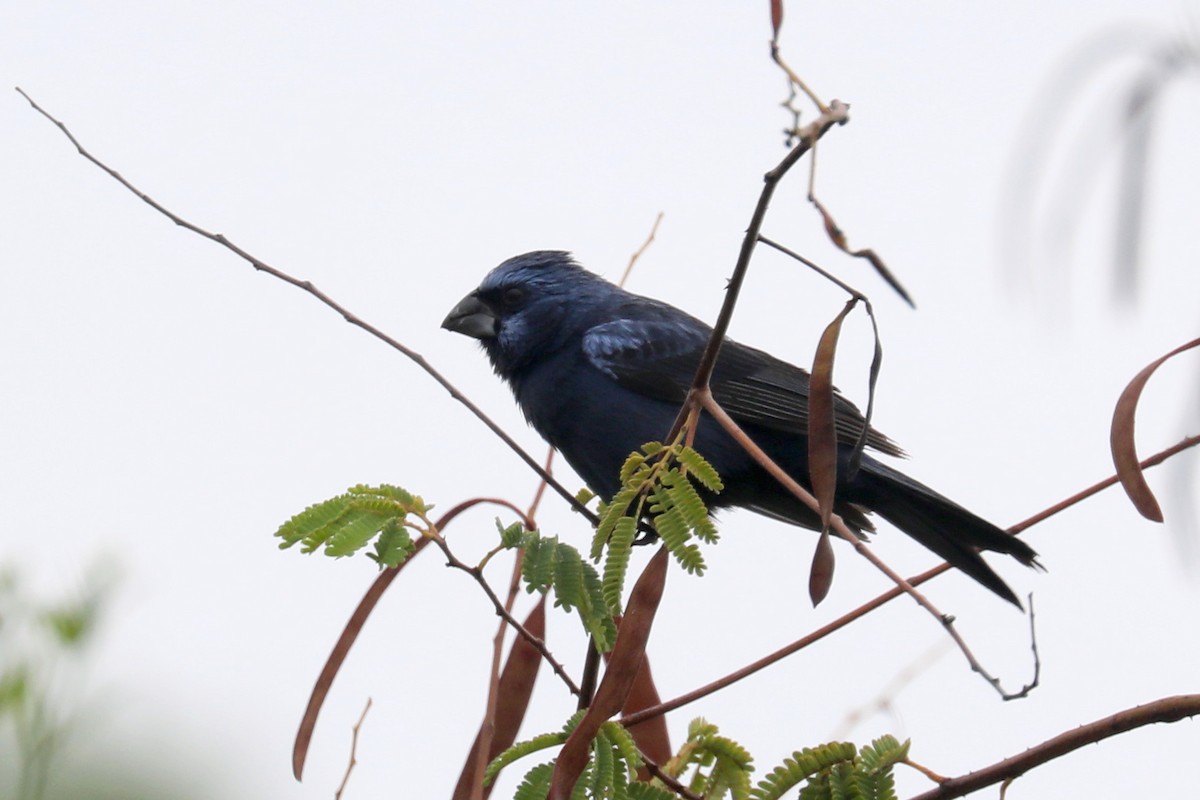 Ultramarine Grosbeak - Stephen Gast