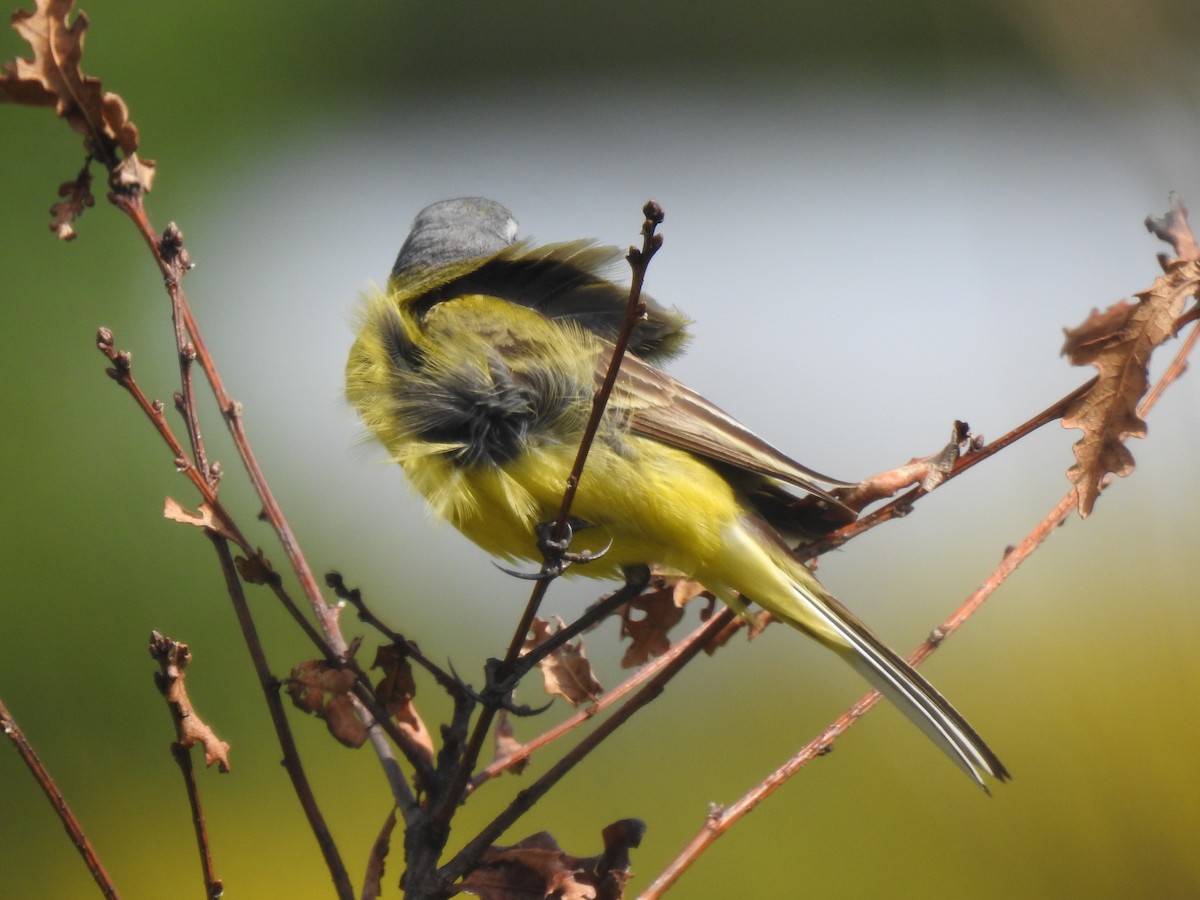 Western Yellow Wagtail - Luís Resende