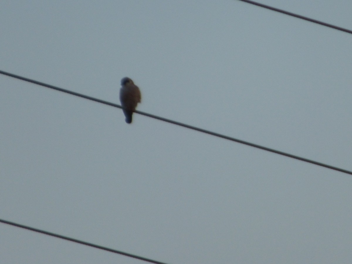 Red-footed Falcon - Panagiotis Michalakos