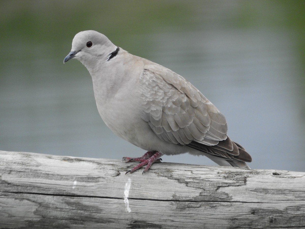 Eurasian Collared-Dove - Thomas Bürgi