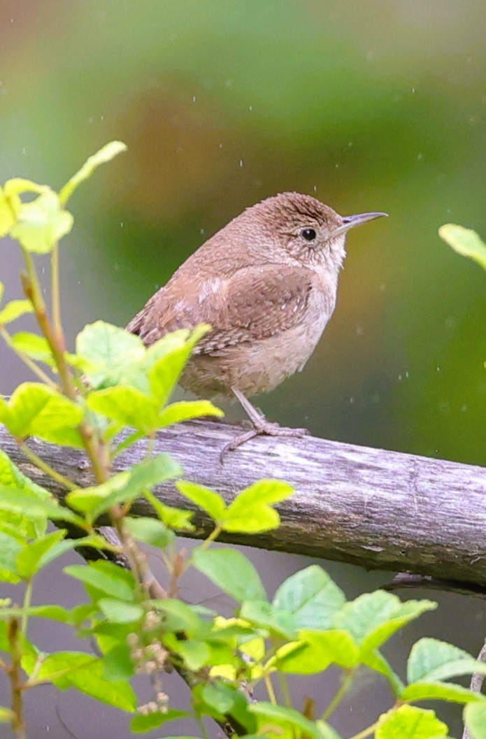 House Wren - Gail DeLalla