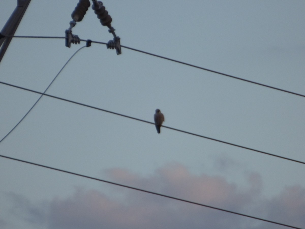 Red-footed Falcon - Panagiotis Michalakos