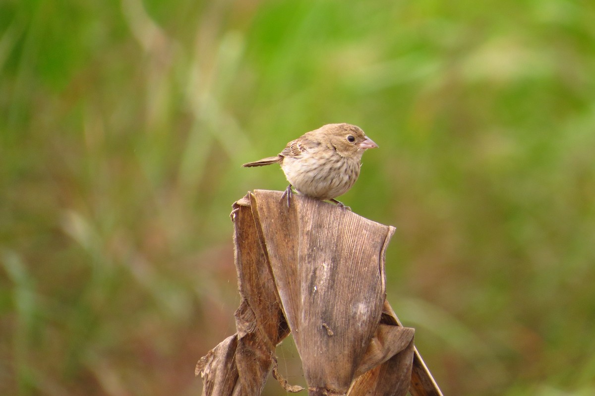 Blue-black Grassquit - Gary Prescott