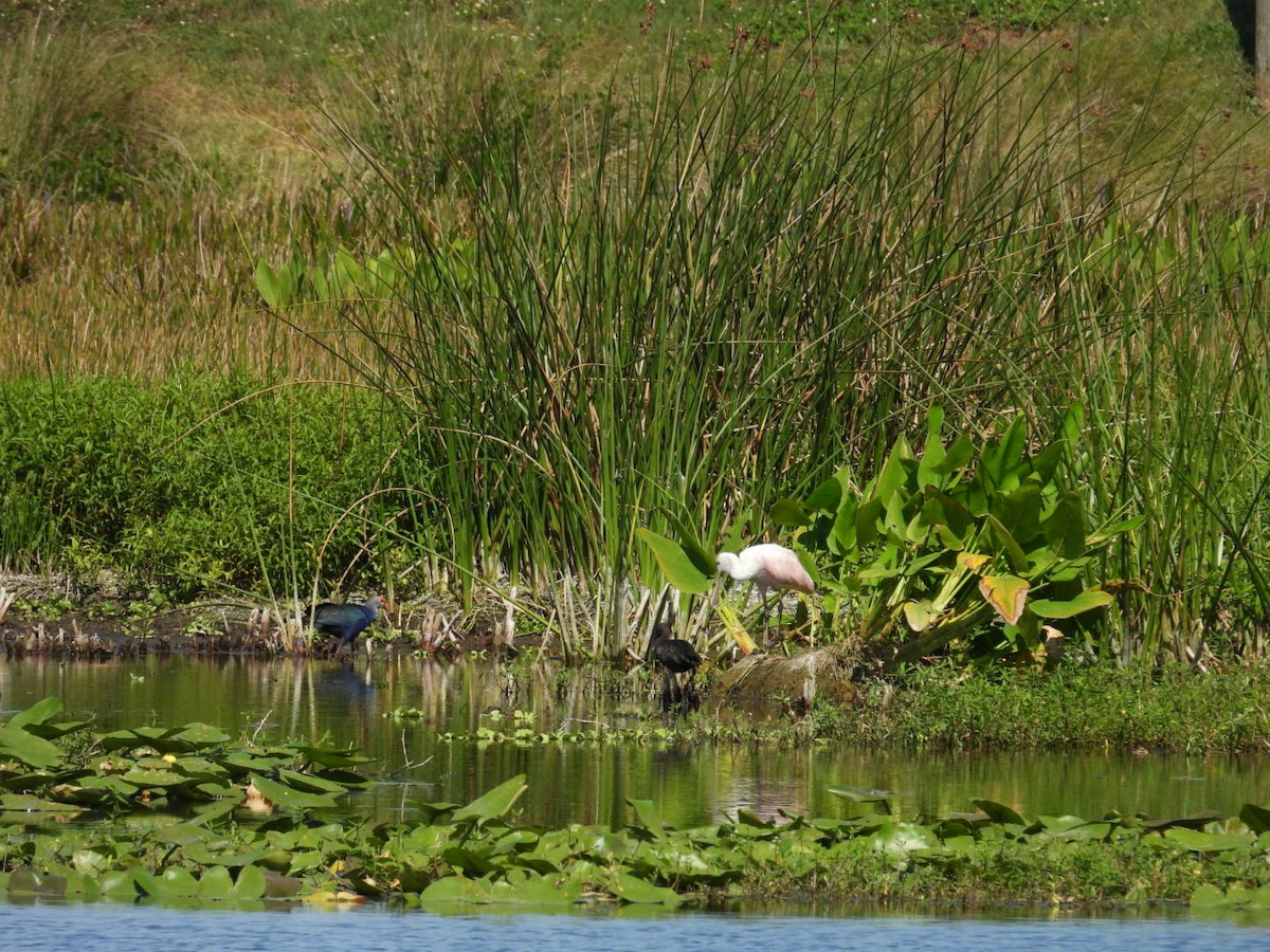 Roseate Spoonbill - Denise Rychlik