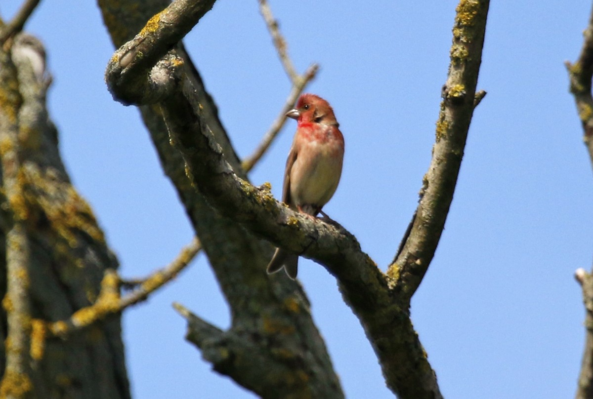 Common Rosefinch - ML619589094