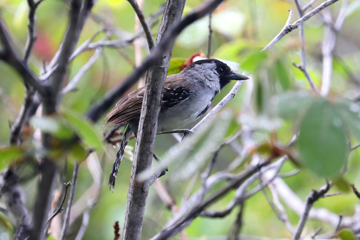 Silvery-cheeked Antshrike - Stephen Gast