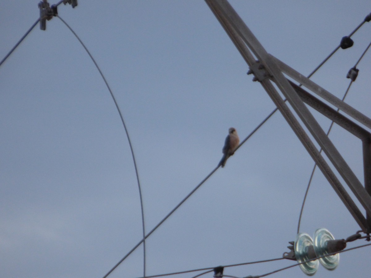 Red-footed Falcon - Panagiotis Michalakos