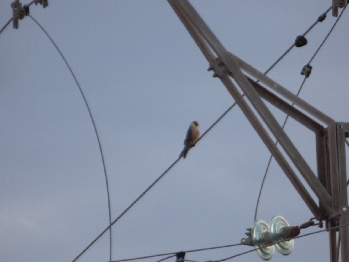 Red-footed Falcon - Panagiotis Michalakos