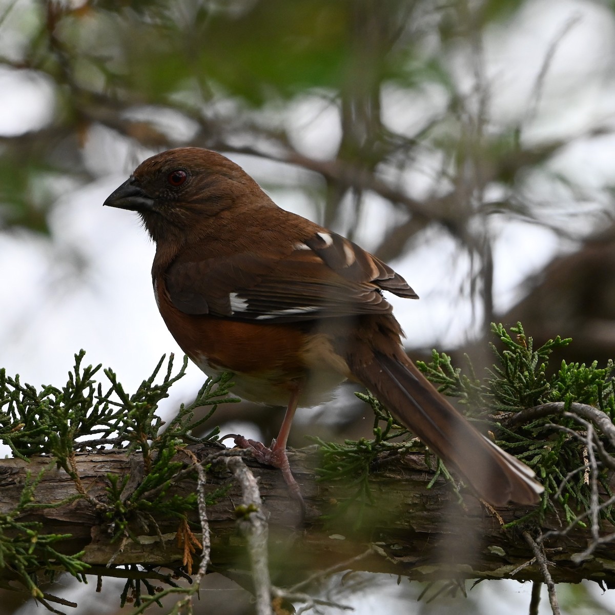 Eastern Towhee - Matthew Lalonde