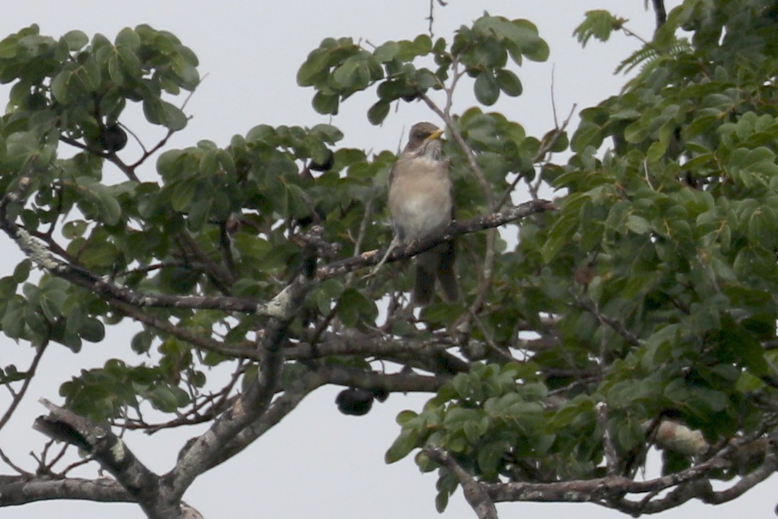 Creamy-bellied Thrush - Stephen Gast