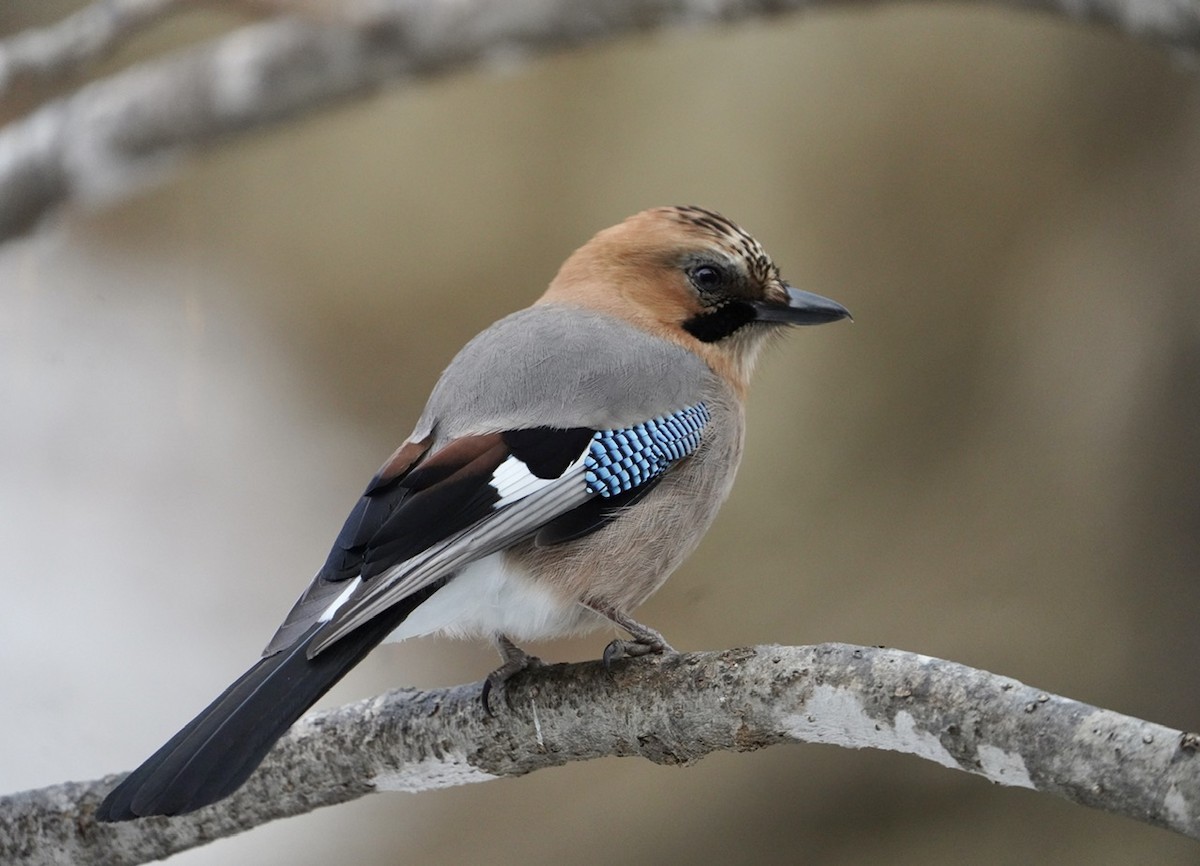 Eurasian Jay (Brandt's) - ML619589120