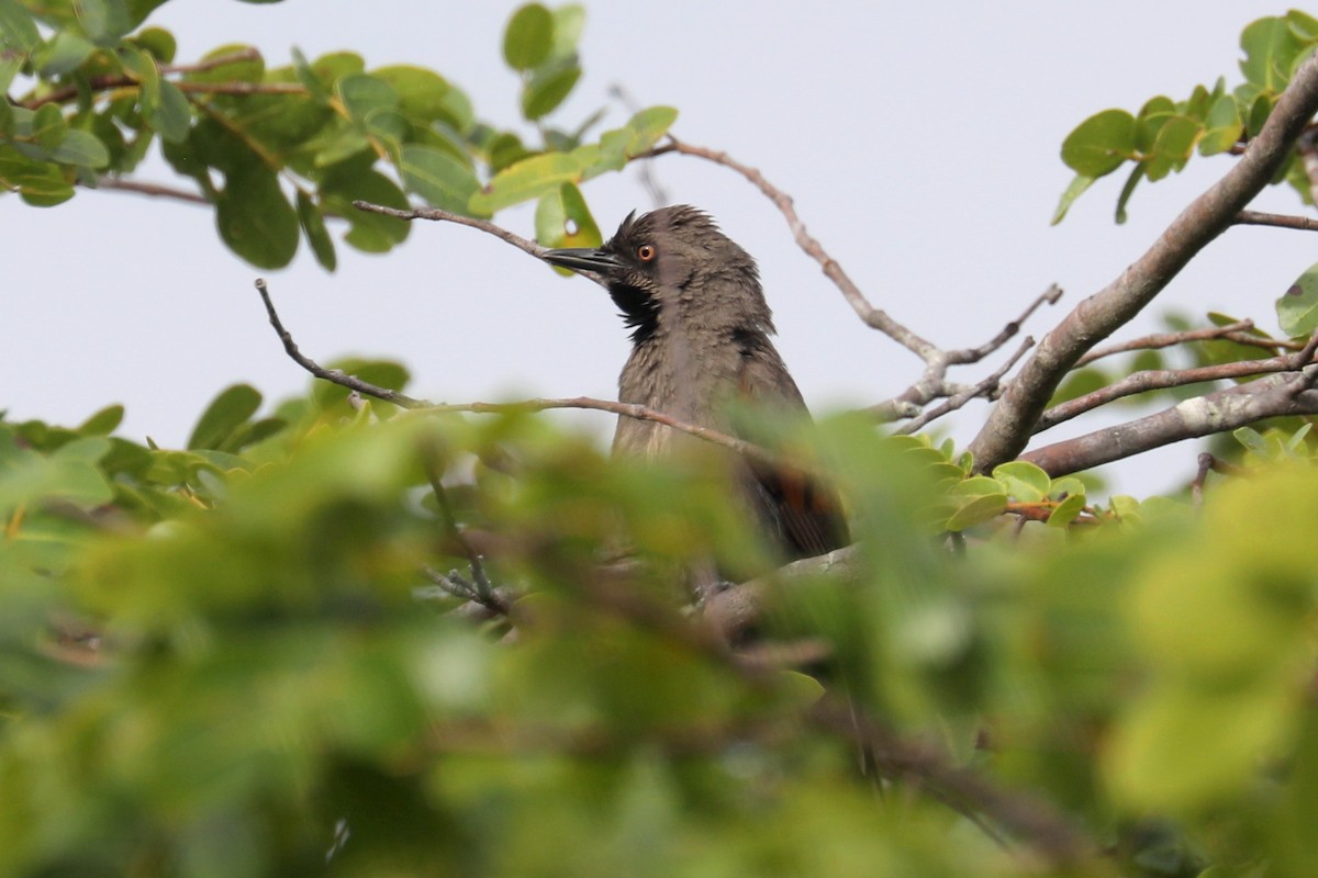 Red-shouldered Spinetail - Stephen Gast