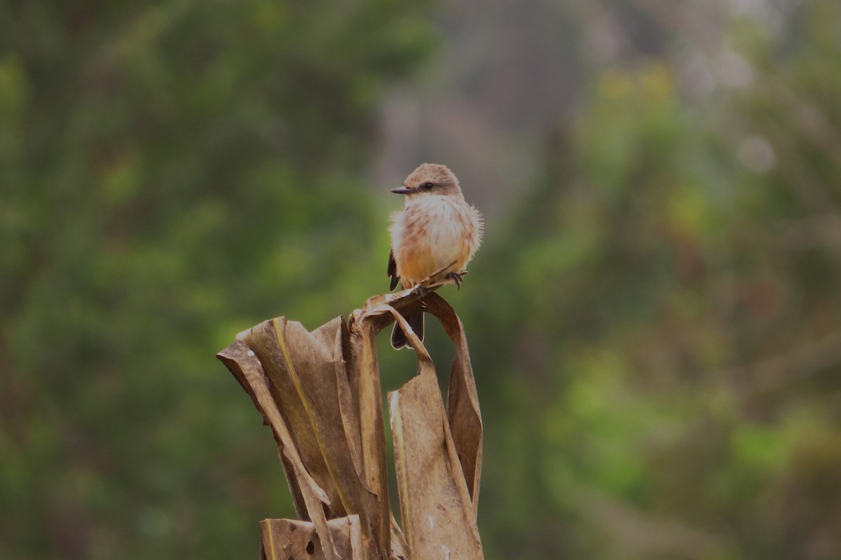 Vermilion Flycatcher - Gary Prescott